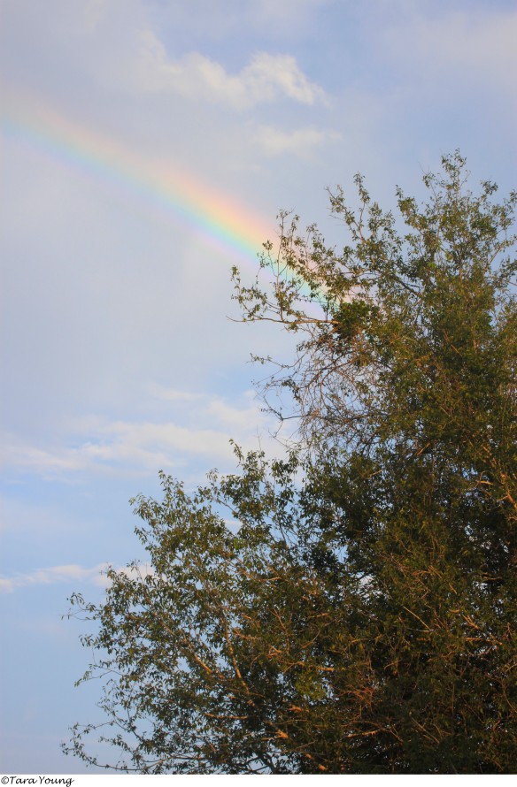 rainbow 6